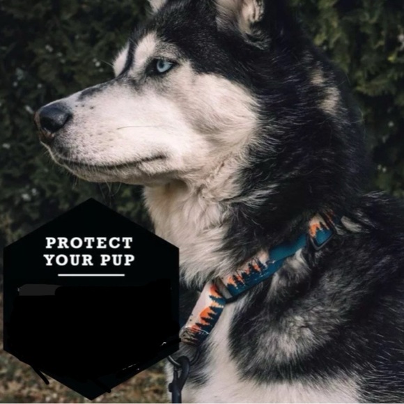 LED Dog Collar Night Safety Light Up Sunset Love Xtra Batteries Included Med NWT - Picture 3 of 16